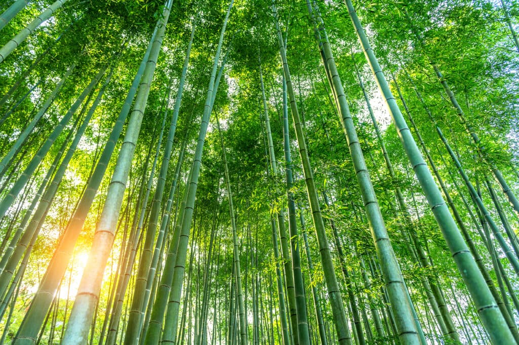 Bamboo Forest