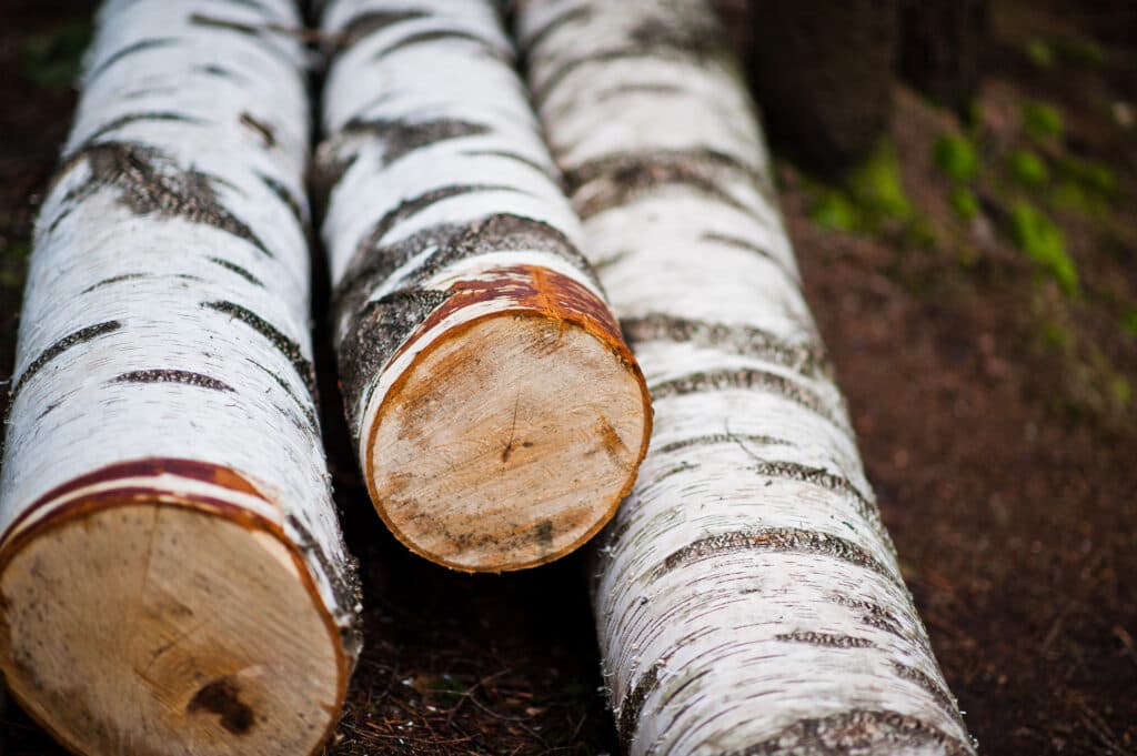 Birch Tree Forest